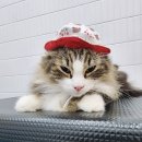 잔다냥 천안점 이미지