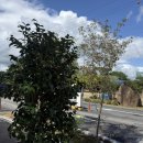 클럽하우스 | 광주 신용동 대형베이커리카페 클럽하우스 내돈내산 방문 후기