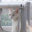 가방위에 고양이 이미지