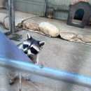 강릉 쌍둥이 동물농장 이미지