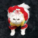 게코장군 | 동물 _ 새해 복 많이 받으세요. 고양이 강아지 도마뱀 개구리 여아 남아 한복 사진 AI 포함후기 일지 기록