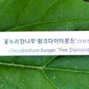 꽃누리 티스토리