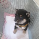 시바견(Shiba Inu)- 켄조 이미지