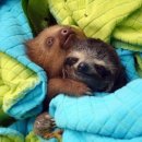 나무늘보 이미지