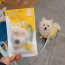 펫브로(Pet Bro) | 인천 부평 수제 간식 펫브로 Pet Bro 강아지 쿠키 테린 케이크 맛집 우리 집 강아지 다이어트는 내일...