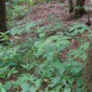 이비농장 이미지