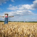 허수아비 이미지