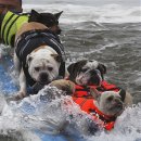 (주)견공 이미지