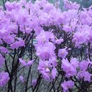 사랑방손님 이미지