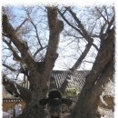 봉황로 271-32 도로변 | 20011년 춘계 성지순례 (봉화 청량사, 안동 하회마을)