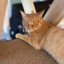 숲냥숲냥 이미지