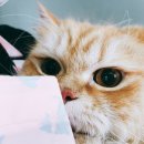 달진상회(살롱드캣) 이미지