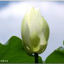업장이 한번에 녹아내리는 / 無一 우학스님 이미지