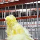 카나리아 이미지