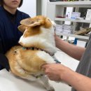 선 동물병원 이미지