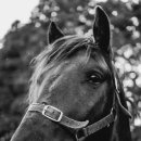 전국제일순대직영점 이미지