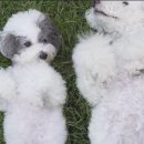 슈앤트리 이미지