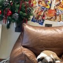 딸기펫살롱 이미지