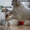 개와고양이 이미지