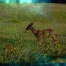 조수의과병원 이미지