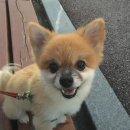 간식주개 이미지