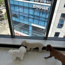 도토리 강아지 유치원 이미지