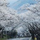 십리벚꽃길 이미지