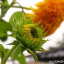 시골마당 이미지