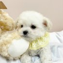 엔젤인독스 이미지