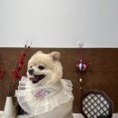 행복펫 애견미용실 이미지