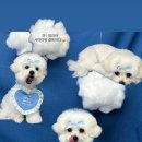 플라이투더뭉 이미지