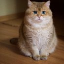 와우PC방 이미지