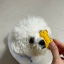 더멍멍 | 은평구 강아지 간식 멍멍까까 반려견수제간식점 후기