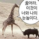 핑크레인컴 네이버블로그