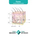 포레브 이미지