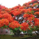 세계에서 가장아름다운 나무 이미지