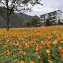 메밀꽃 화장실 | 동강 붉은메밀꽃축제 방문후기 (위치, 주차)