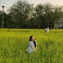 가곡초교 육교밑 | 서울 유채꽃 명소 사람적은 서래섬 유채꽃축제 일몰시간 방문후기