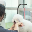 젤리펫살롱with아로마