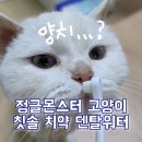 유기묘 양치 후기 정글몬스터 치약 성공 칫솔 실패 덴탈워터 필수