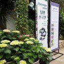 여름의 문턱, 수국으로 물들다! 서울식물원 '낭만수국전' 이미지