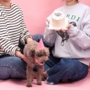 디어마이메이플(Dear My Maple) | [동대문강아지케이크] 디어마이메이플에서 장수견 강아지 생파 케이크🎂🐶 제작!