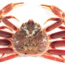 영덕대게 이미지