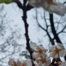 장복산조각공원 Daum카페
