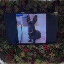 (주)펫바라기 이미지