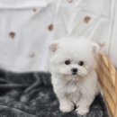 하이바이 분양소 이미지