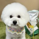 러블리펫샵 이미지