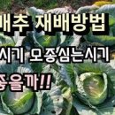 양배추 심는시기 수확시기 모종 심기 재배 키우기 방법 이미지