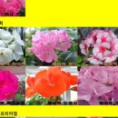 브니엘농원 이미지