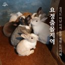 요정출몰지역 | 하남 토끼카페 이색 동물카페 요정출몰지역 방문 후기